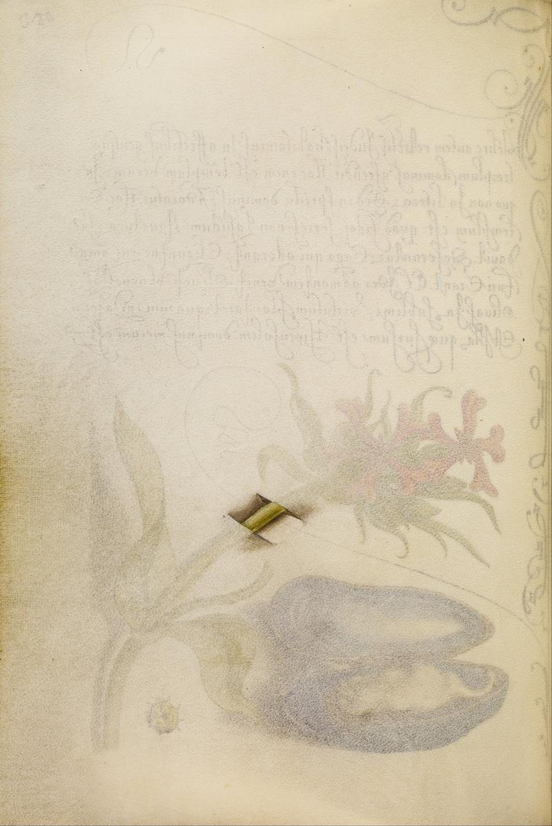 Trompe-l'Oeil Stem of a Maltese Cross title QS:P1476,en:"Trompe-l'Oeil Stem of a Maltese Cross" label QS:Len,"Trompe-l'Oeil Stem of a Maltese Cross"