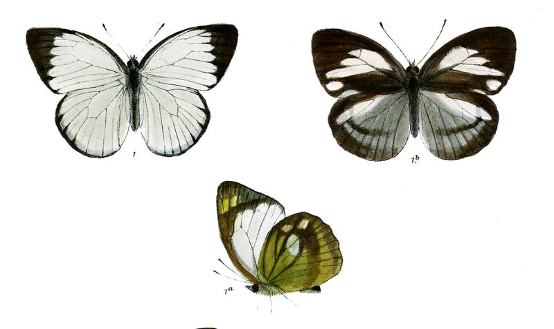 Huphina andamana
