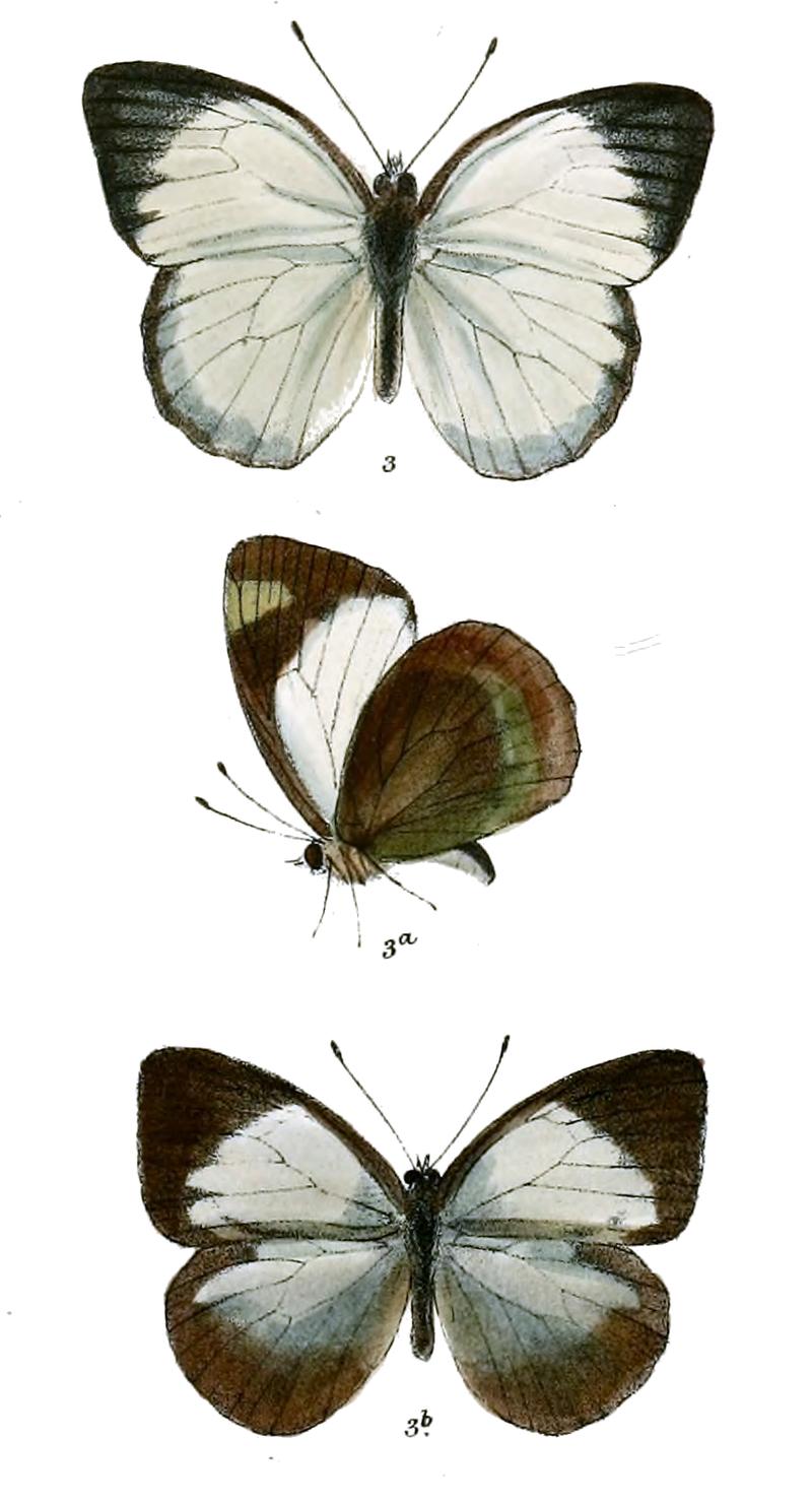 Huphina cingala
