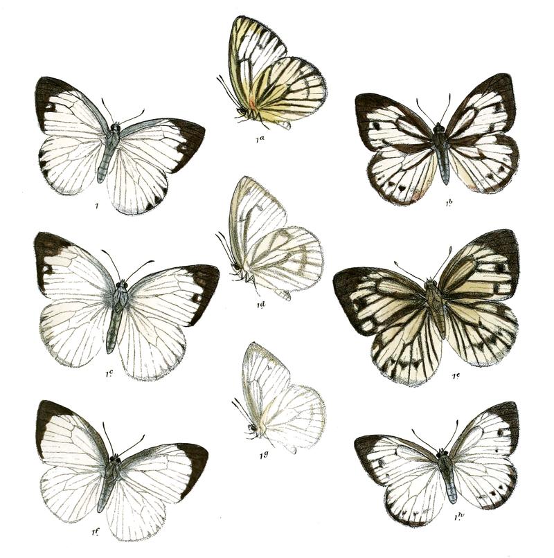 Huphina copia