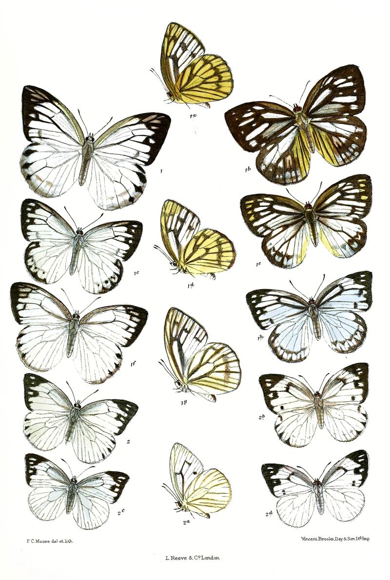 Huphina coronis wet and dry season forms