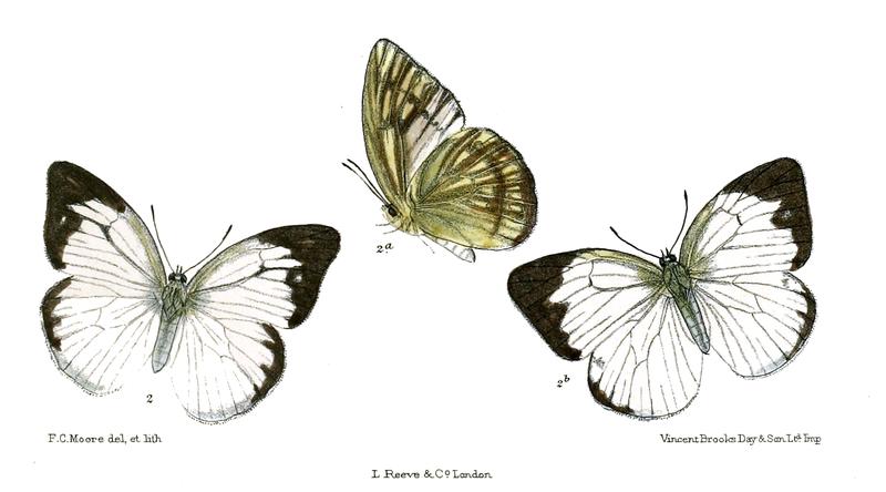 Huphina lichenosa