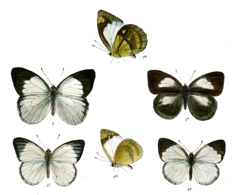 Huphina remba