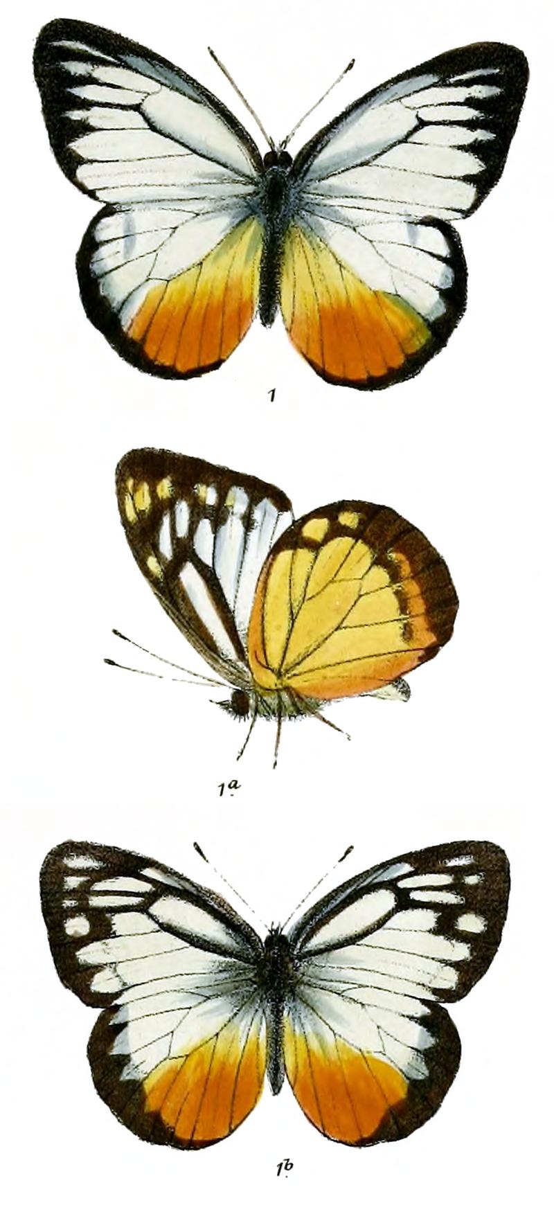 Huphina lea 545