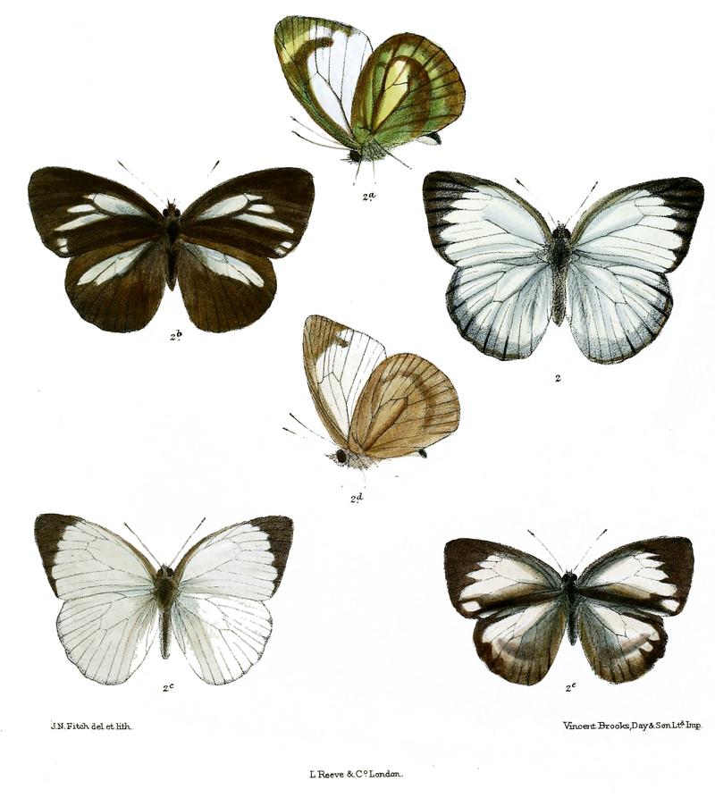 Huphina nadina