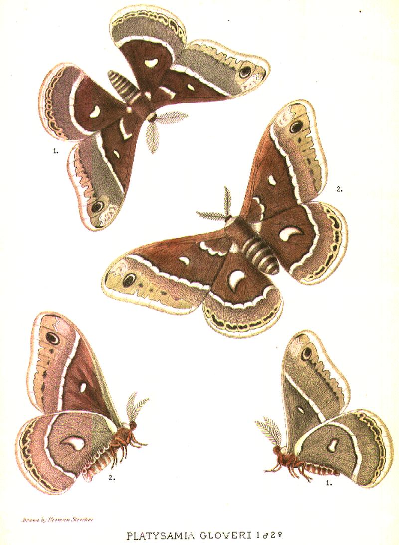 Hyalophora gloveri