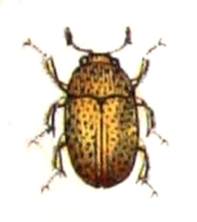 Hydnobius.punctatus.-.calwer.13.12