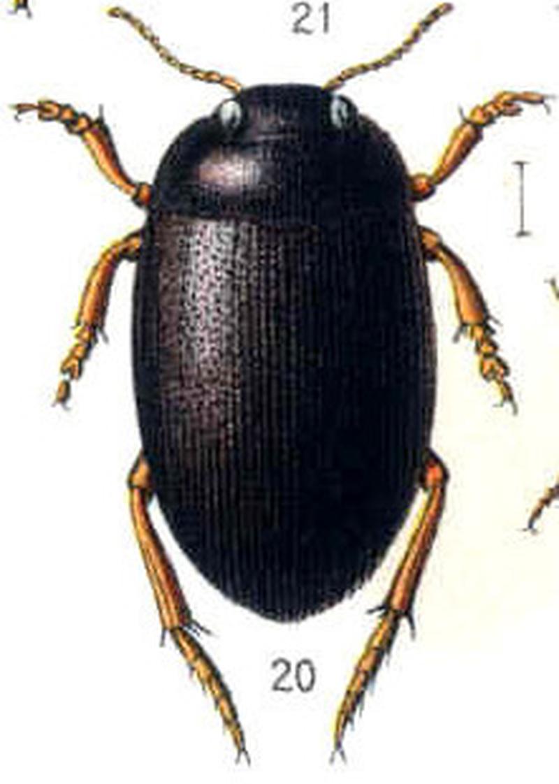 Hydroporus discretus Reitter Hydroporus 2 (cropped)