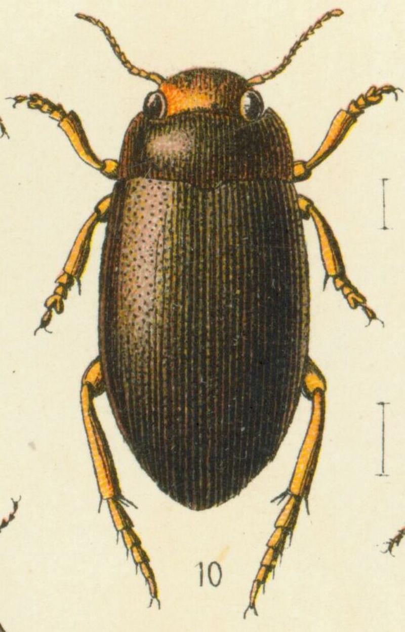 Hydroporus tristis Reitter-1908 table35 (cropped)