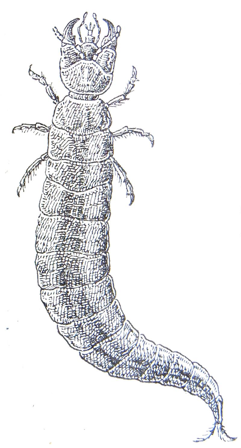 Hydrous piceus larva