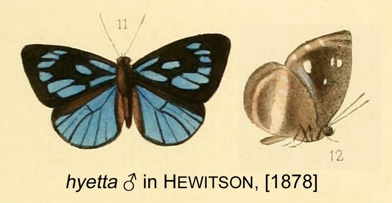 Hyetta inHewitson1878