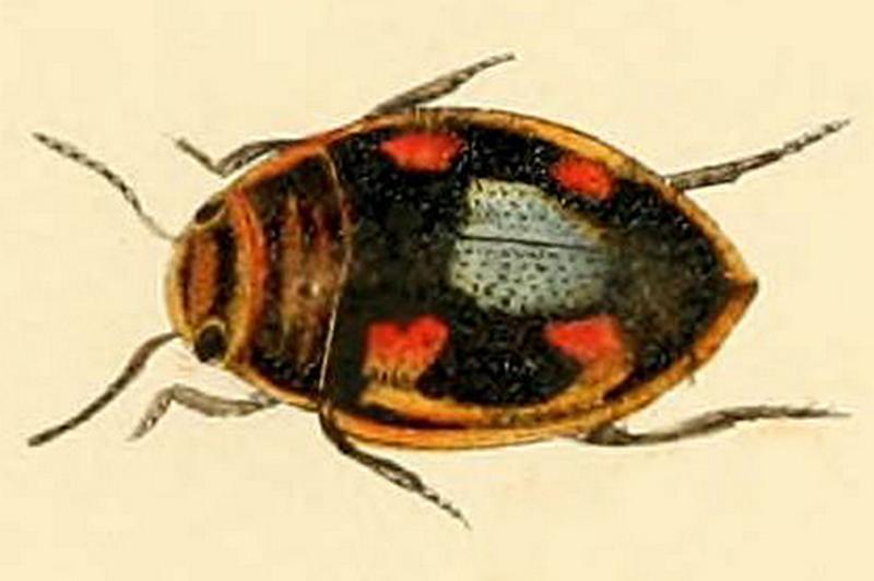 Hygrotus decoratus (British beetles (Plate V) (5987834732))