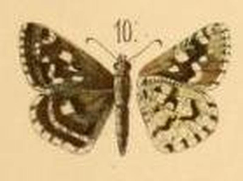 Hylephila fasciolata illustration