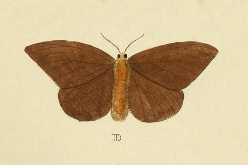 Hylesia metabus Cramer&Stoll-uitlandsche kapellen vol. 1- plate 074