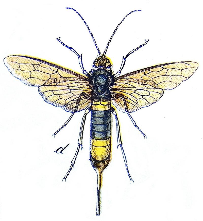 Hymenoptera Vielfalt Horntail