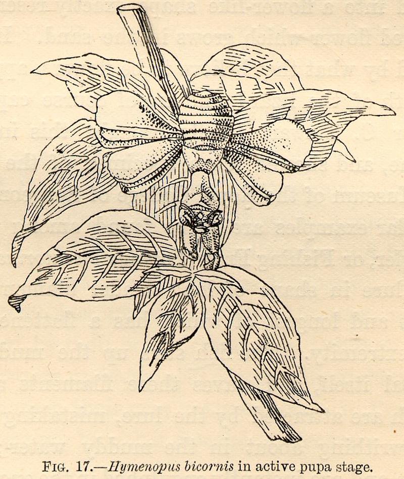 Hymenopus bicornis in active pupa stage by James Wood-Mason 1889