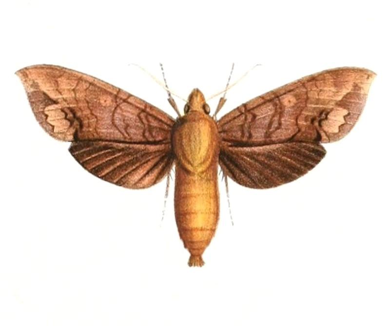 Hypaedalea butleri 1894