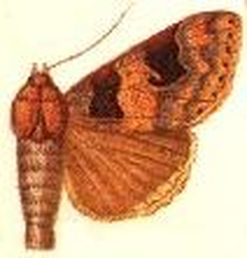 Hypaetra novaguineana