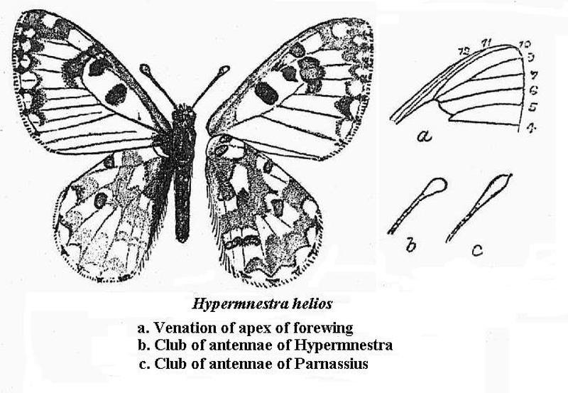 Hypermnestra helios