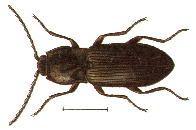 Hypnoidus depressus