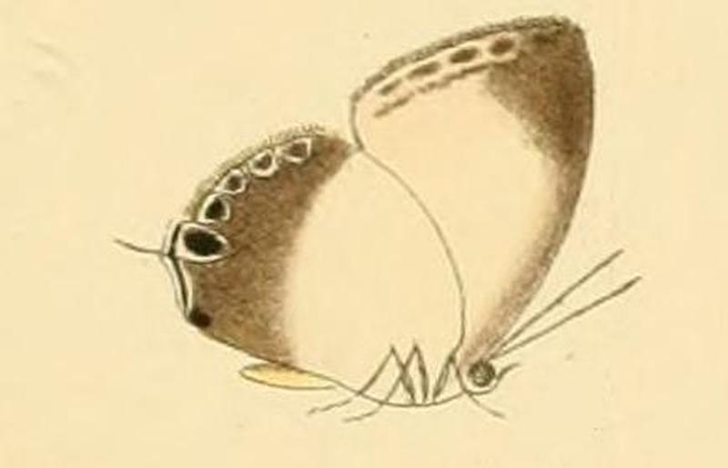 Hypochlorosis ancharia
