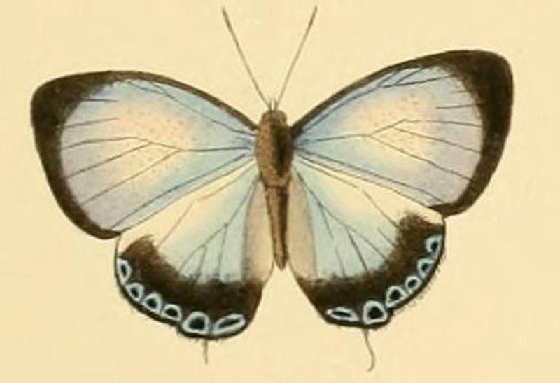 Hypochlorosis ancharia1