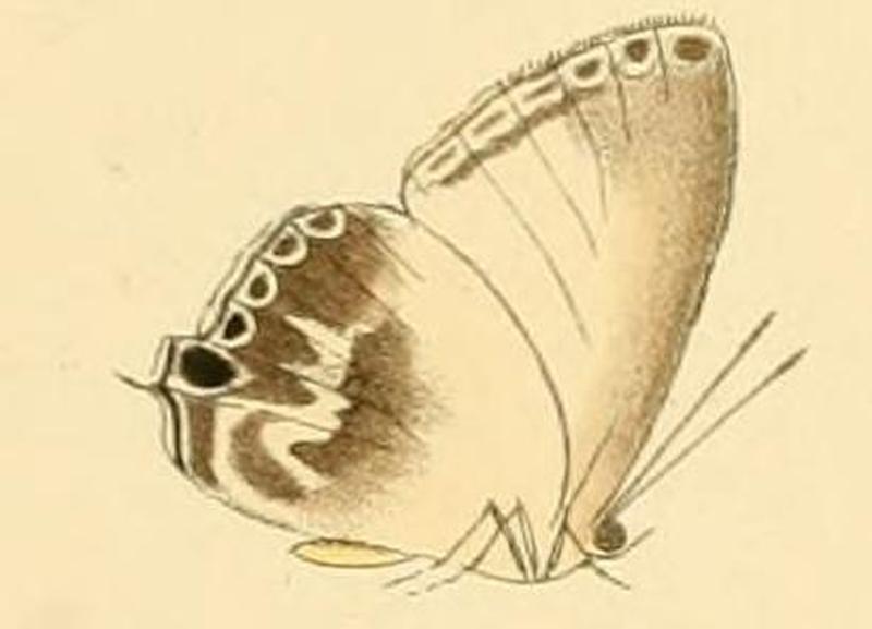 Hypochlorosis antipha1
