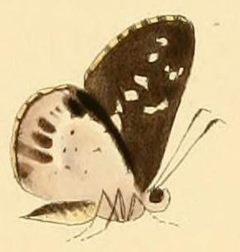 Hypoleucis ophiusa1