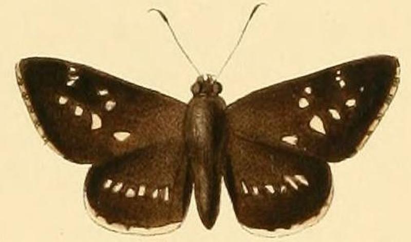 Hypoleucis ophiusa2