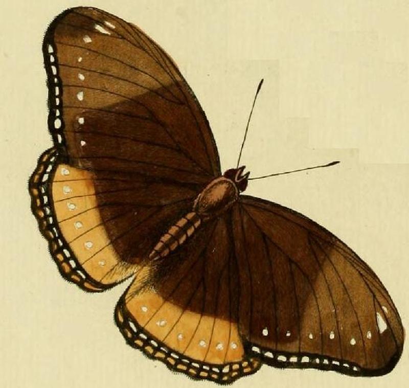 Hypolimnas antilope