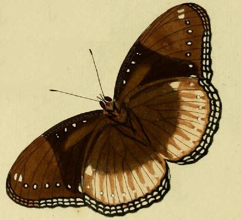 Hypolimnas antilope1