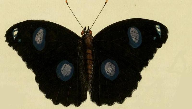 Hypolimnas bolina1