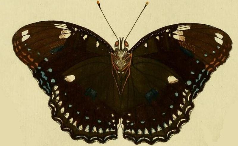 Hypolimnas bolina2