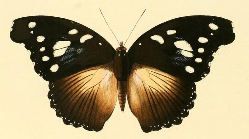 Hypolimnas dinarcha