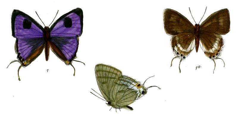 HypolycaenaErylus 723 1 Fitch