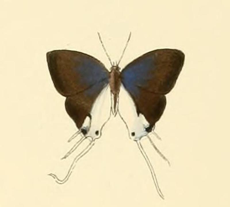 Hypolycaena antifaunus1