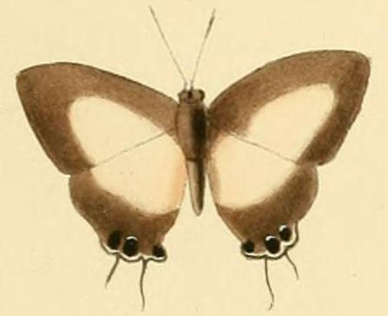 Hypolycaena danis