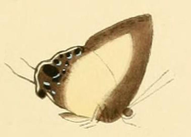Hypolycaena danis1