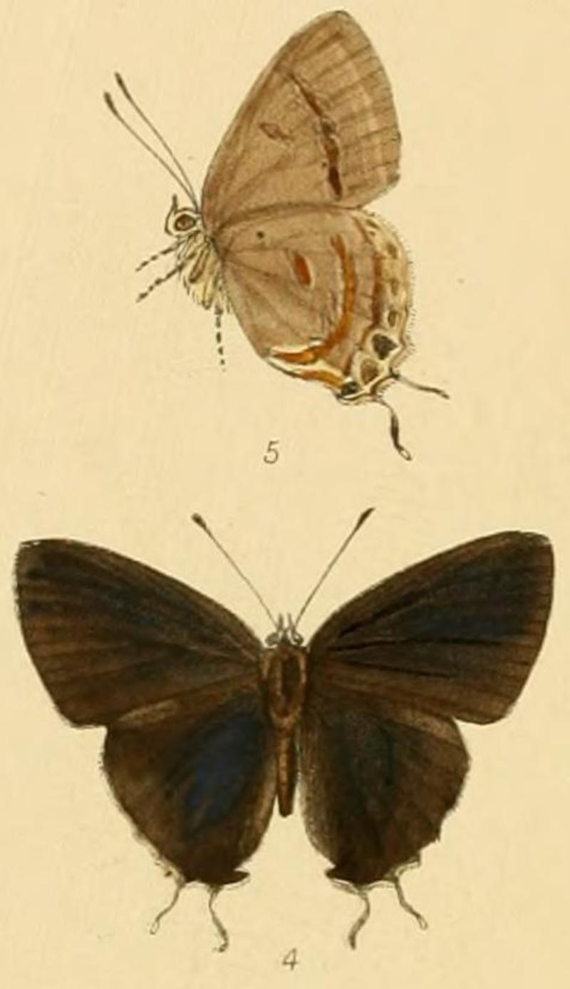 Hypolycaena erasmus Rhopalocera Exotica