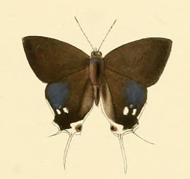 Hypolycaena hatita