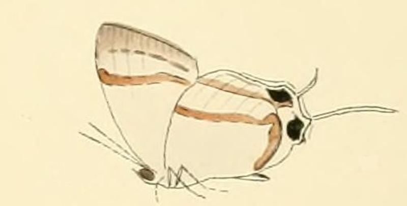 Hypolycaena hatita1