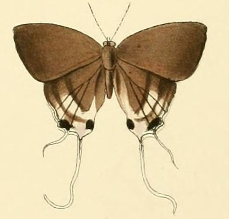 Hypolycaena hatita2