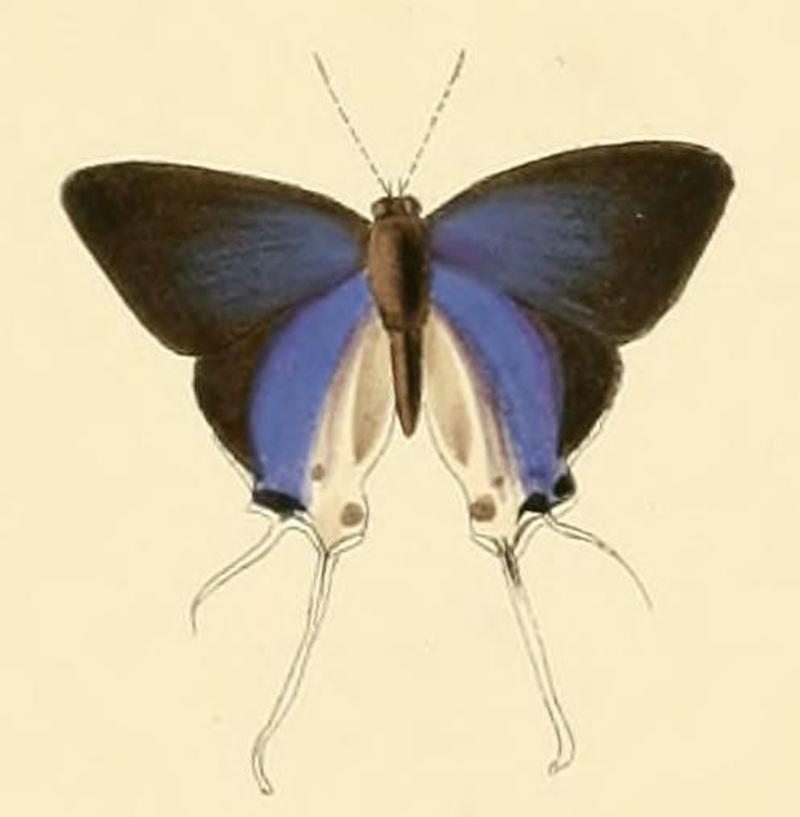 Hypolycaena hatita3