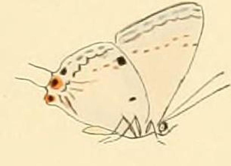 Hypolycaena ithna1