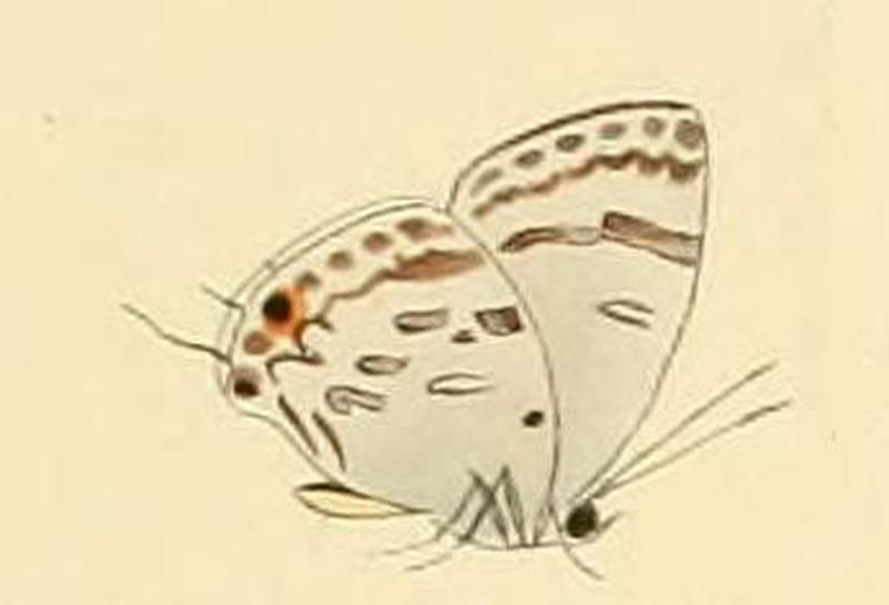 Hypolycaena kina