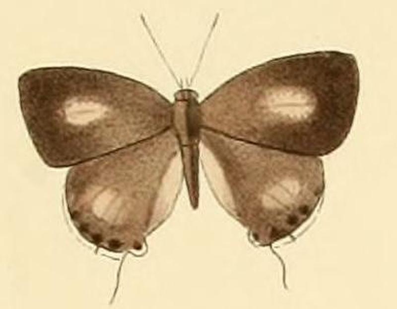 Hypolycaena kina1