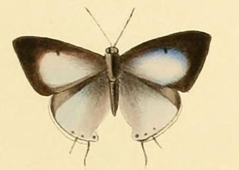 Hypolycaena kina2