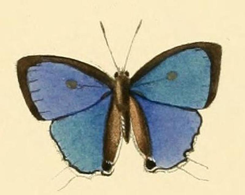 Hypolycaena naara1