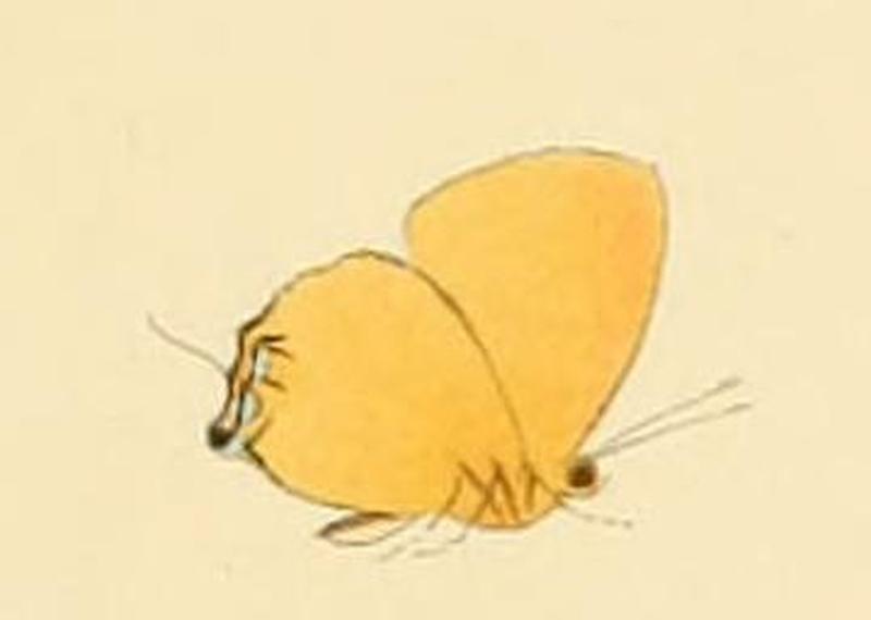 Hypomyrina nomenia