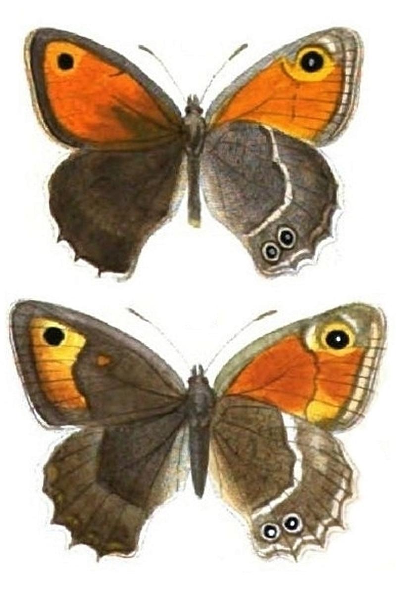 Hyponephele comara